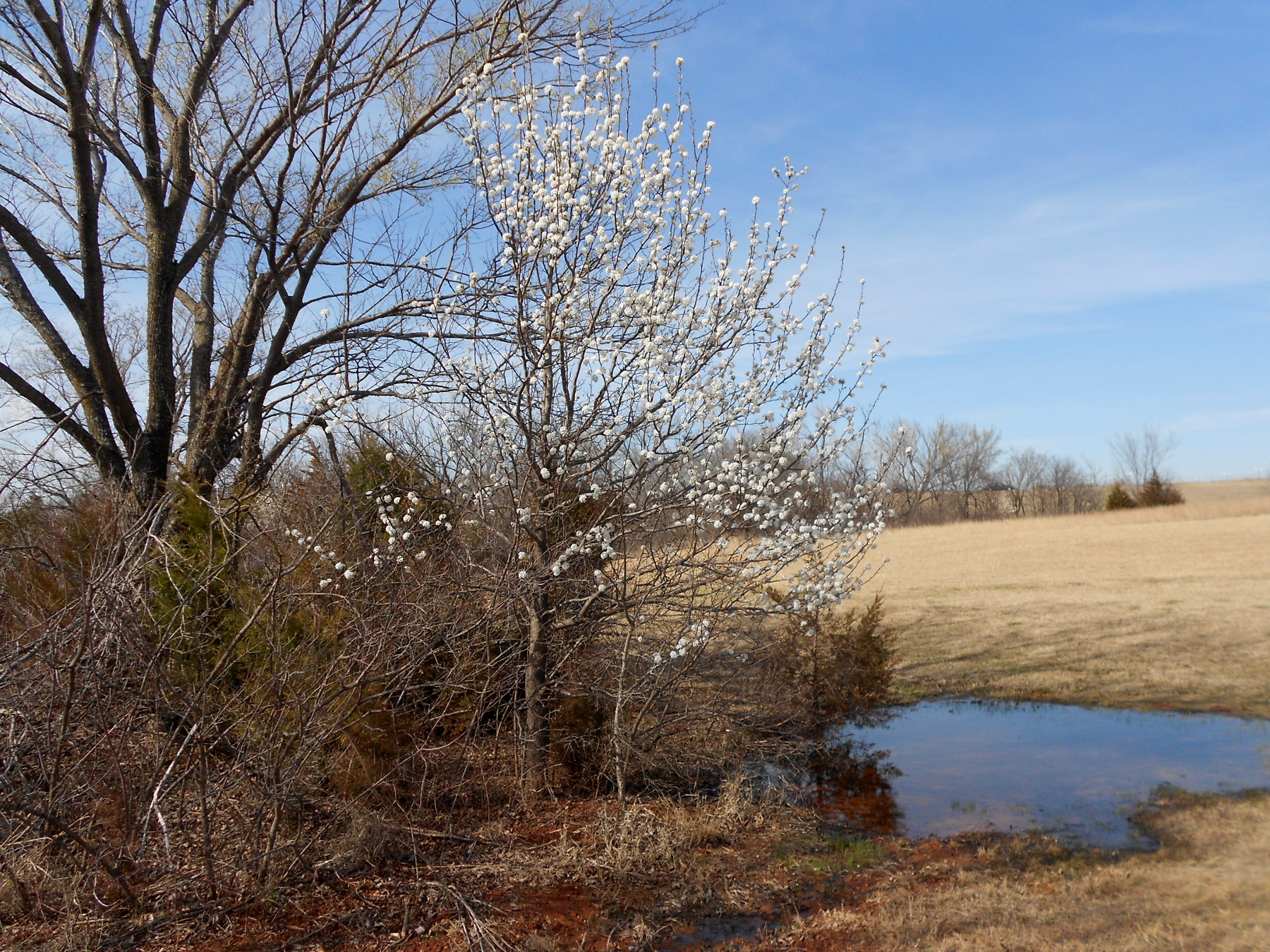 Dogwood